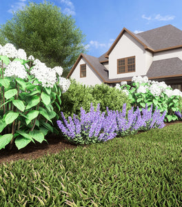 Low Border Garden