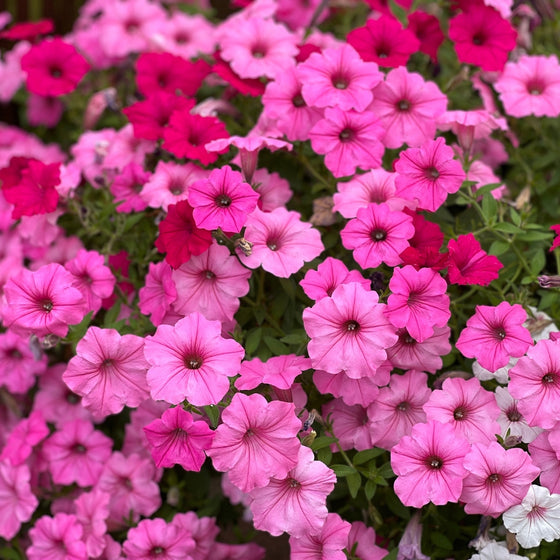 hot pink petunias in bloom