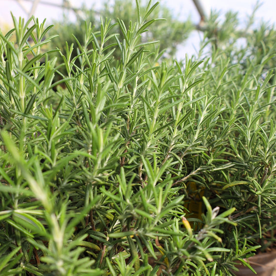close up view of tuscan blue rosemary plant