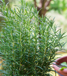 Rosemary Tuscan Blue