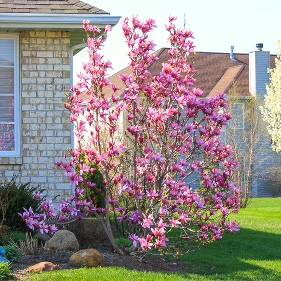 vibrant pink early spring blooming magnolia jane tree