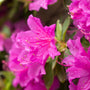 close up view of vibrant fuchsia blooms on autumn amethyst azalea