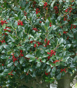 Needlepoint Holly