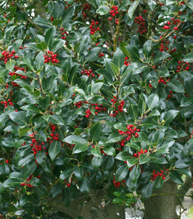 Needlepoint Holly