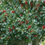 Needlepoint Holly