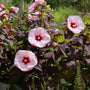 beautiful late summer blooming perennial hibiscus plants