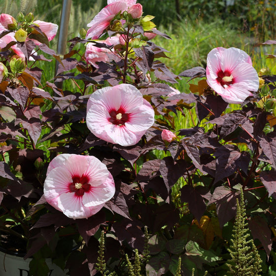 beautiful late summer blooming perennial hibiscus plants