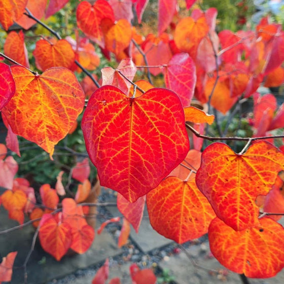 Close Up Of Forest Pansy Redbud Fall Foliage