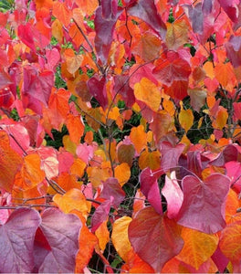 Merlot Redbud