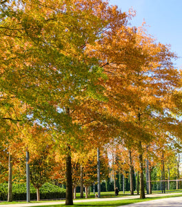 Willow Oak