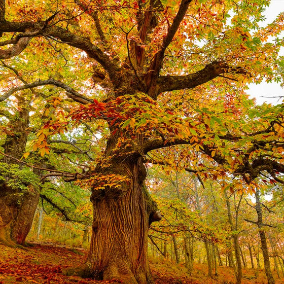 Dunstan Chestnut Tree Fall Foliage