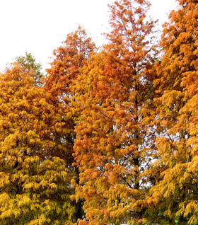 Bald Cypress