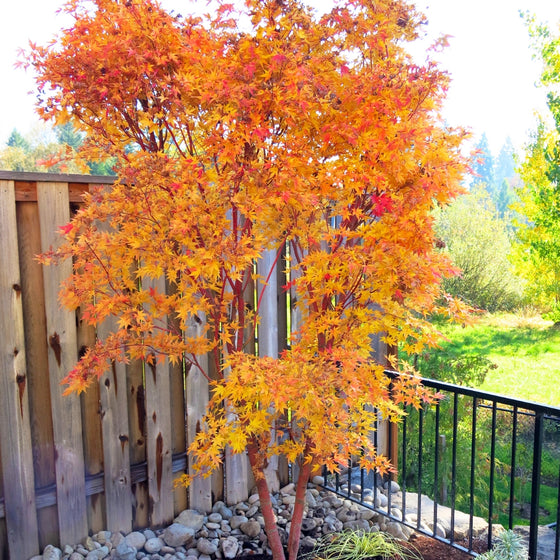 Coral Bark Japanese Maple in Fall