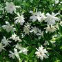 white blooms on august beauty gardenia