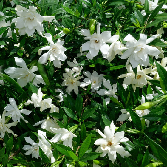 white blooms on august beauty gardenia