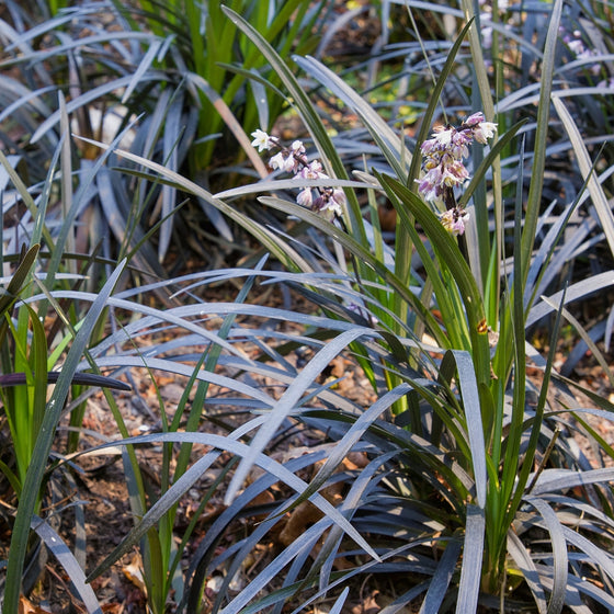 Close up view of deep green to black foliage and purple blooms on Black Mondo Grass