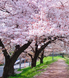 Yoshino Cherry Tree