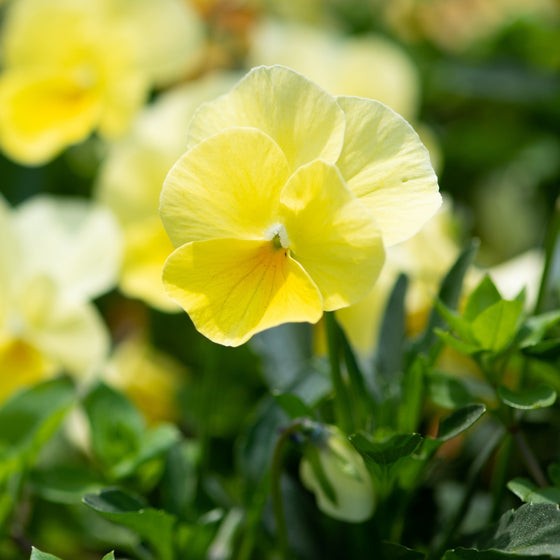 close up of yellow pansy