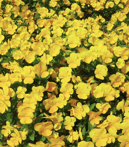 Yellow Pansy