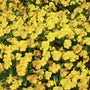mass of vibrant yellow pansies
