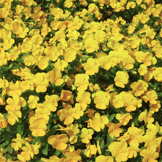 mass of vibrant yellow pansies