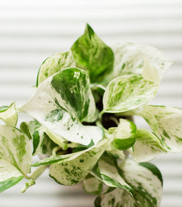 Pearls and Jade Pothos