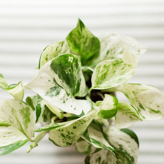 unique dappled variegation on pearls and jade pothos
