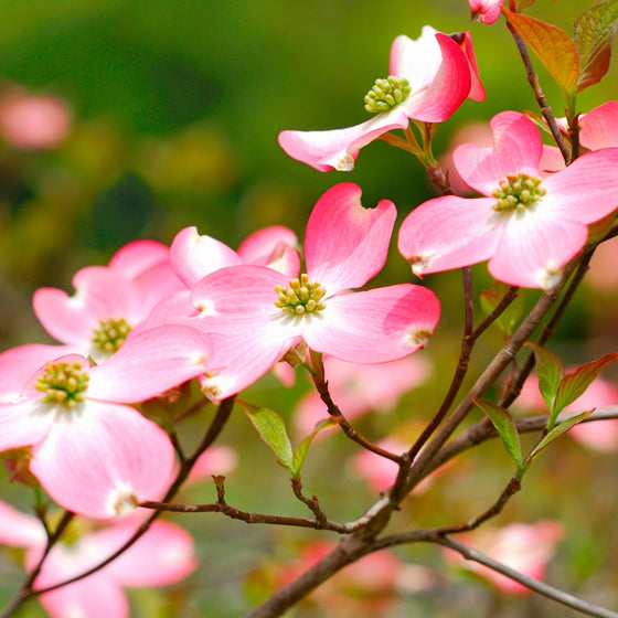 vibrant pink spring blooms on cherokee chief dogwood tree