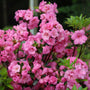 vibrant bubblegum pink azalea in bloom