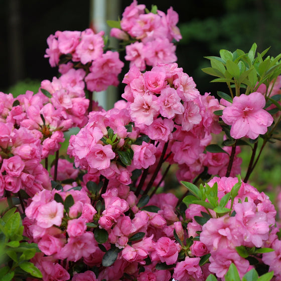 vibrant bubblegum pink azalea in bloom