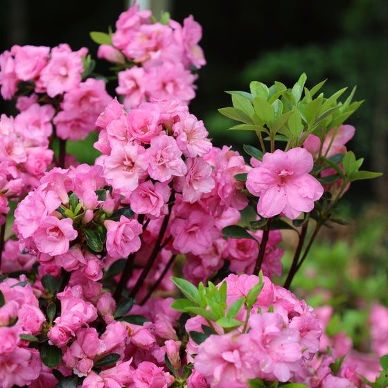 vibrant bubble gum pink  rosebud azalea in bloom