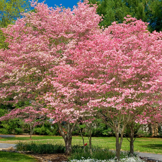 vibrant pink dogwood trees planted side by side in landscape