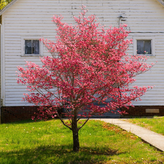 mature deep pink blooming dogwood tree in front of an old white building