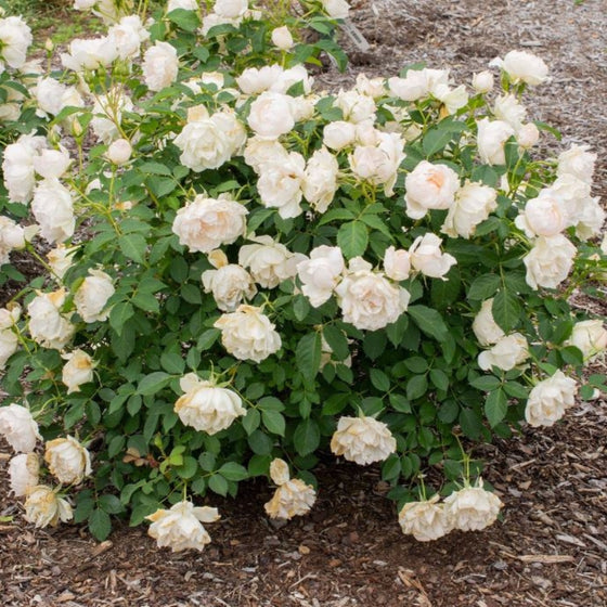 shot of Icecap™ Roses in shrub form