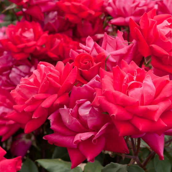 close up view of pinkish red blooms on red double knockout rose tree