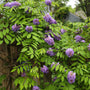 wall of gorgeous purple vining amethyst falls wisteria vine in bloom