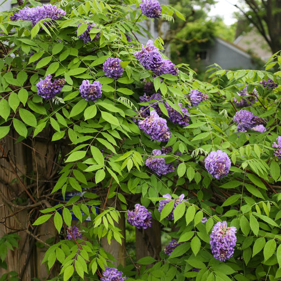 wall of gorgeous purple vining amethyst falls wisteria vine in bloom