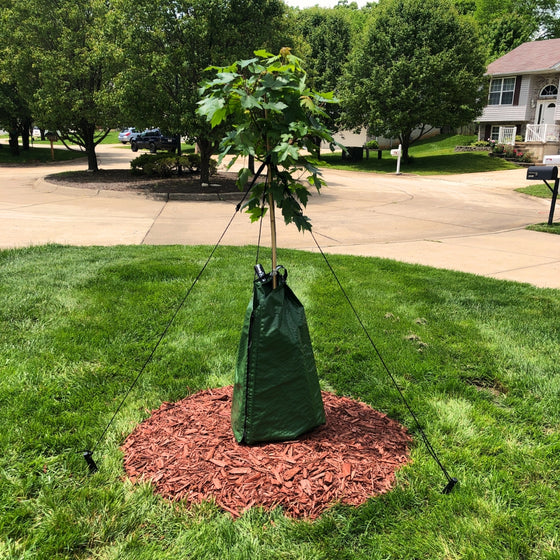 young october glory maple tree staked and bagged with dewitt dew right tree watering bag