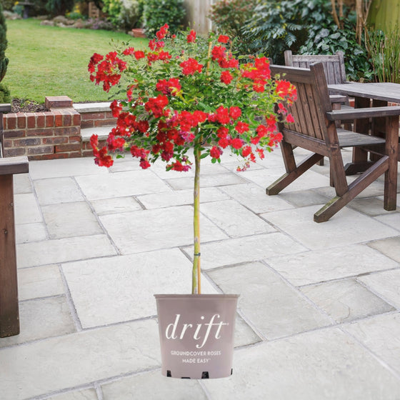 potted red drift rose on a patio