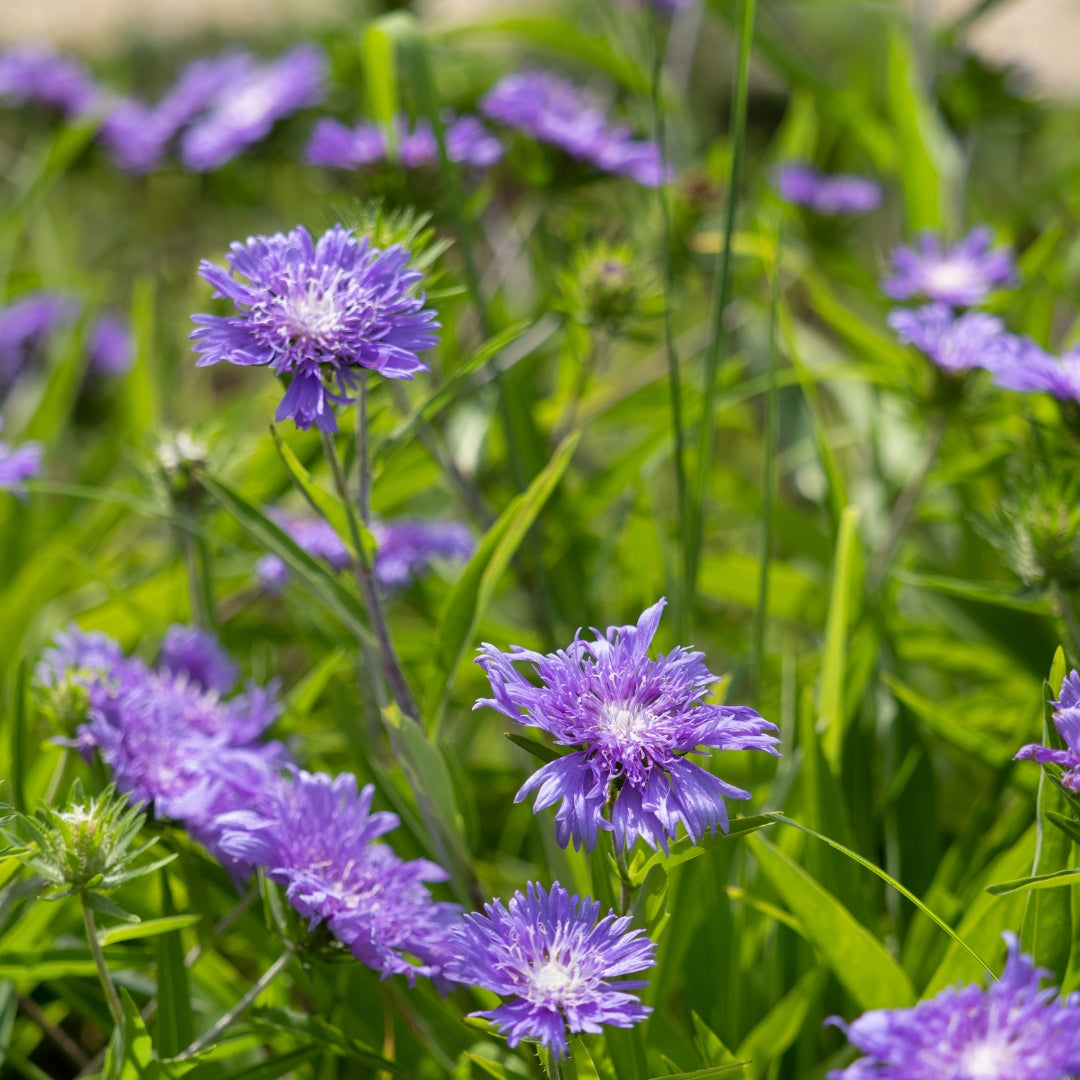 Stokesia Honeysong Purple For Sale Online 