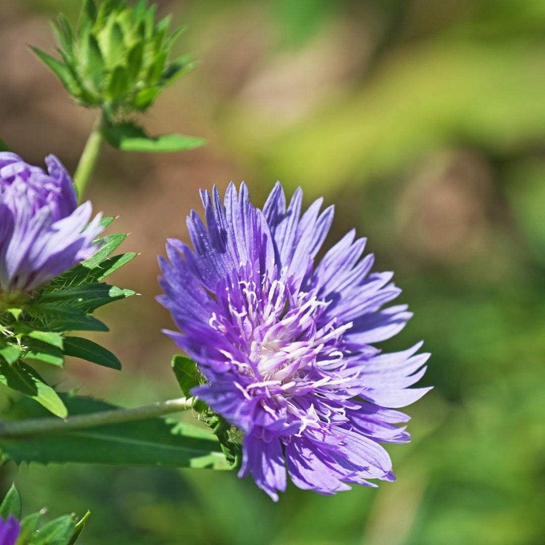 Stokesia Honeysong Purple For Sale Online 