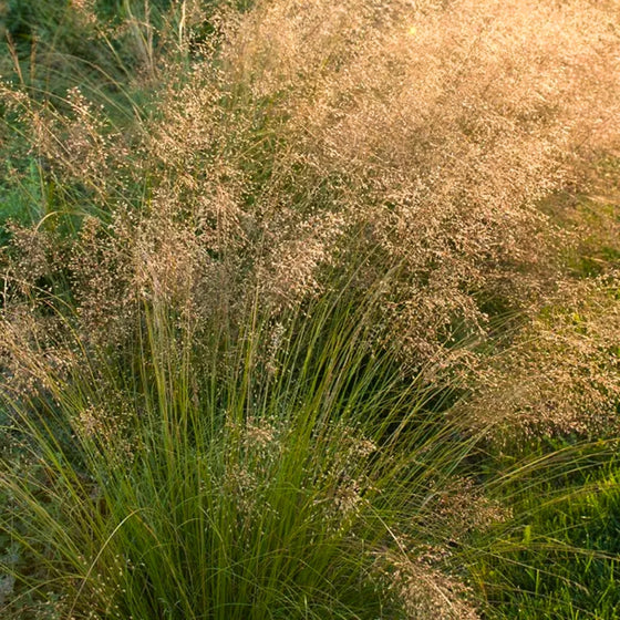 whimsical view of prairie dropseed grass shining in the sunshine
