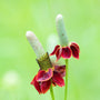 Upright prairie coneflower unique summer and fall garden perennial