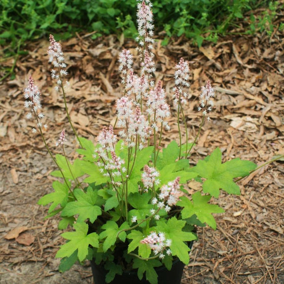 tiarella oakleaf vibrant foliage and delicate blooms