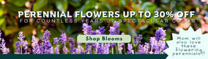 PERENNIAL FLOWERS UP TO 30% OFF FOR COUNTLESS YEARS OF SPECTACULAR COLOR. SHOP BLOOMS