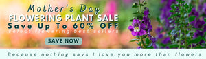 Mothers Day Flowering Plants Sale Up To 60% OFF FLOWERING BEST SELLERS