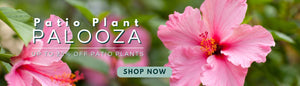 Patio Plant Palooza UP TO 25% OFF PATIO PLANTS
