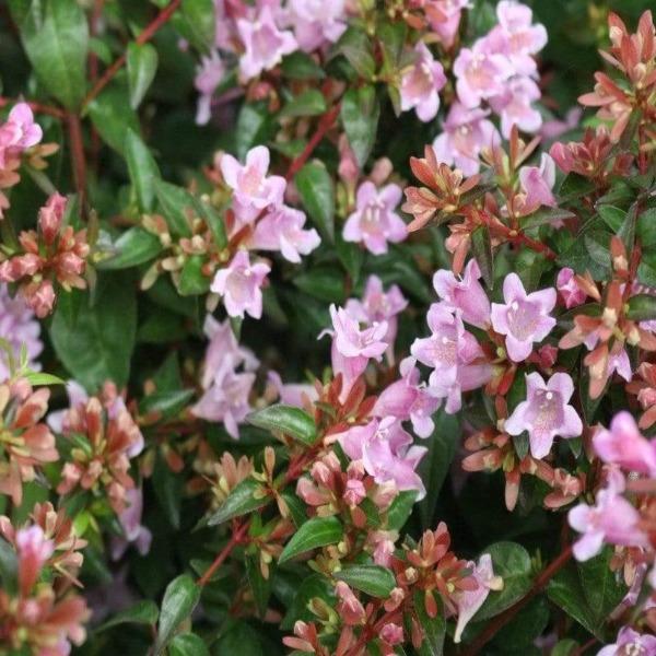 Edward Goucher Abelia