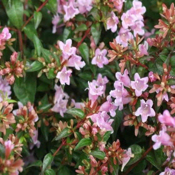 Abelia Edward Goucher shrub with tubular pink flowers and green foliage