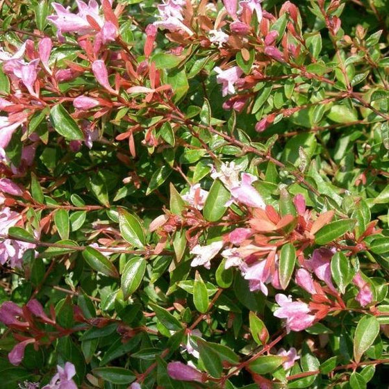 Abelia Edward Goucher shrub with dense green foliage and pink fragrant flowers
